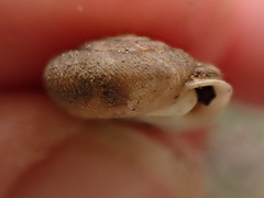 Inflectarius inflectus