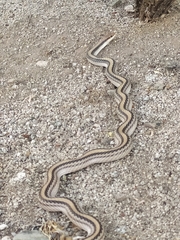 Salvadora deserticola