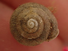 Inflectarius inflectus