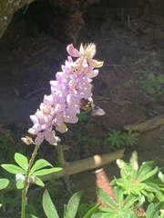 Xylocopa californica californica