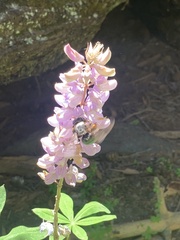 Xylocopa californica californica