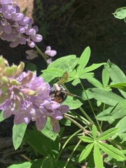 Xylocopa californica californica