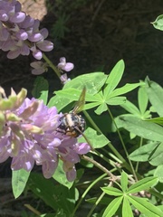 Xylocopa californica californica