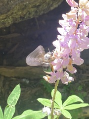 Xylocopa californica californica