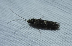 Annulipalpia
