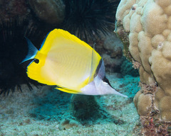 Forcipiger flavissimus