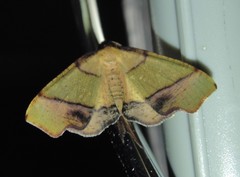 Plagodis phlogosaria