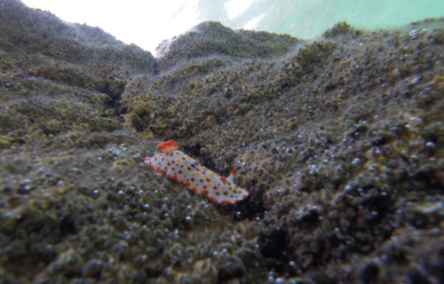 Norris' Chromodorid