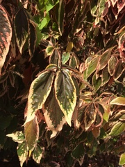 Acalypha wilkesiana