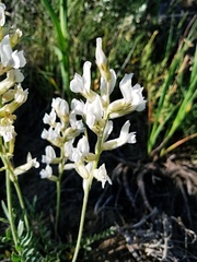 Oxytropis sericea