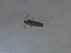 Retinia gemistrigulana