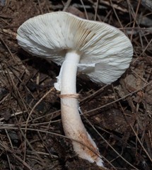Lepiota haemorrhagica