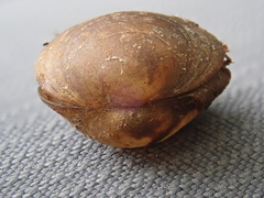 Sphaerium occidentale