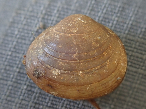 Herrington fingernailclam