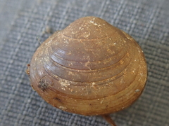 Sphaerium occidentale