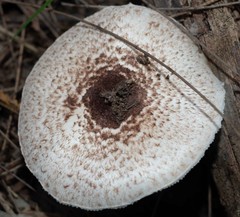 Lepiota haemorrhagica