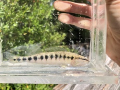 Percina nigrofasciata