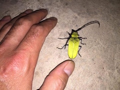 Celosterna luteopubens