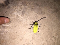 Celosterna luteopubens