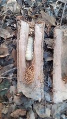 Oxypeltus quadrispinosus