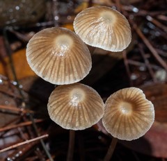 Mycena albidofusca