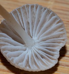 Mycena albidofusca