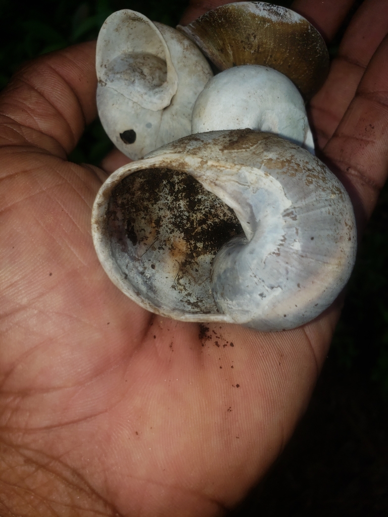 Eurycratera jamaicensis
