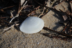 Macomona deltoidalis