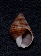 Nassarius gaudiosus