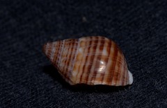 Nassarius gaudiosus