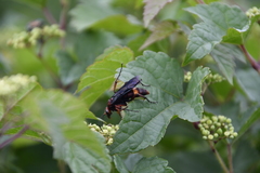 Poecilopompilus algidus