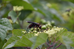 Poecilopompilus algidus