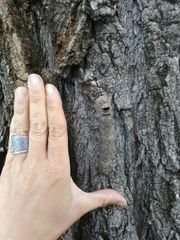 Lasiocampoidea