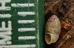 Gastrocopta armifera