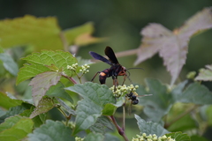 Poecilopompilus algidus