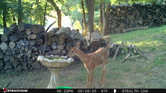 Odocoileus virginianus