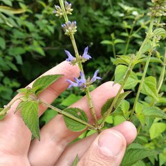 Salvia polystachia