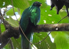 Pharomachrus antisianus