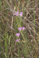Agalinis aspera
