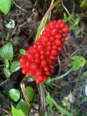 Arisaema dracontium