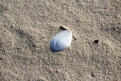 Macomona deltoidalis