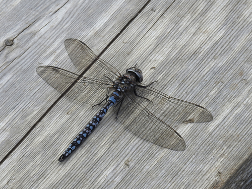 Azure Hawker
