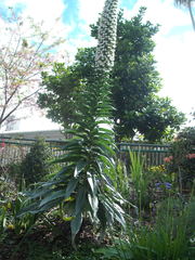 Echium simplex