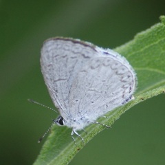 Celastrina echo gozora