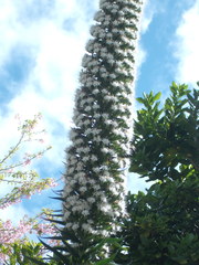 Echium simplex