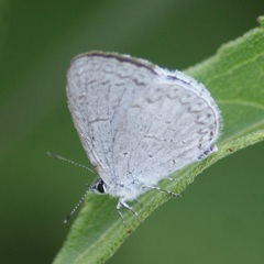 Celastrina echo gozora
