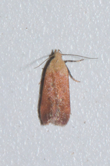 Anacampsis fullonella