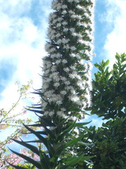 Echium simplex