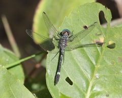 Notiothemis jonesi