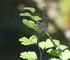 Notiothemis jonesi